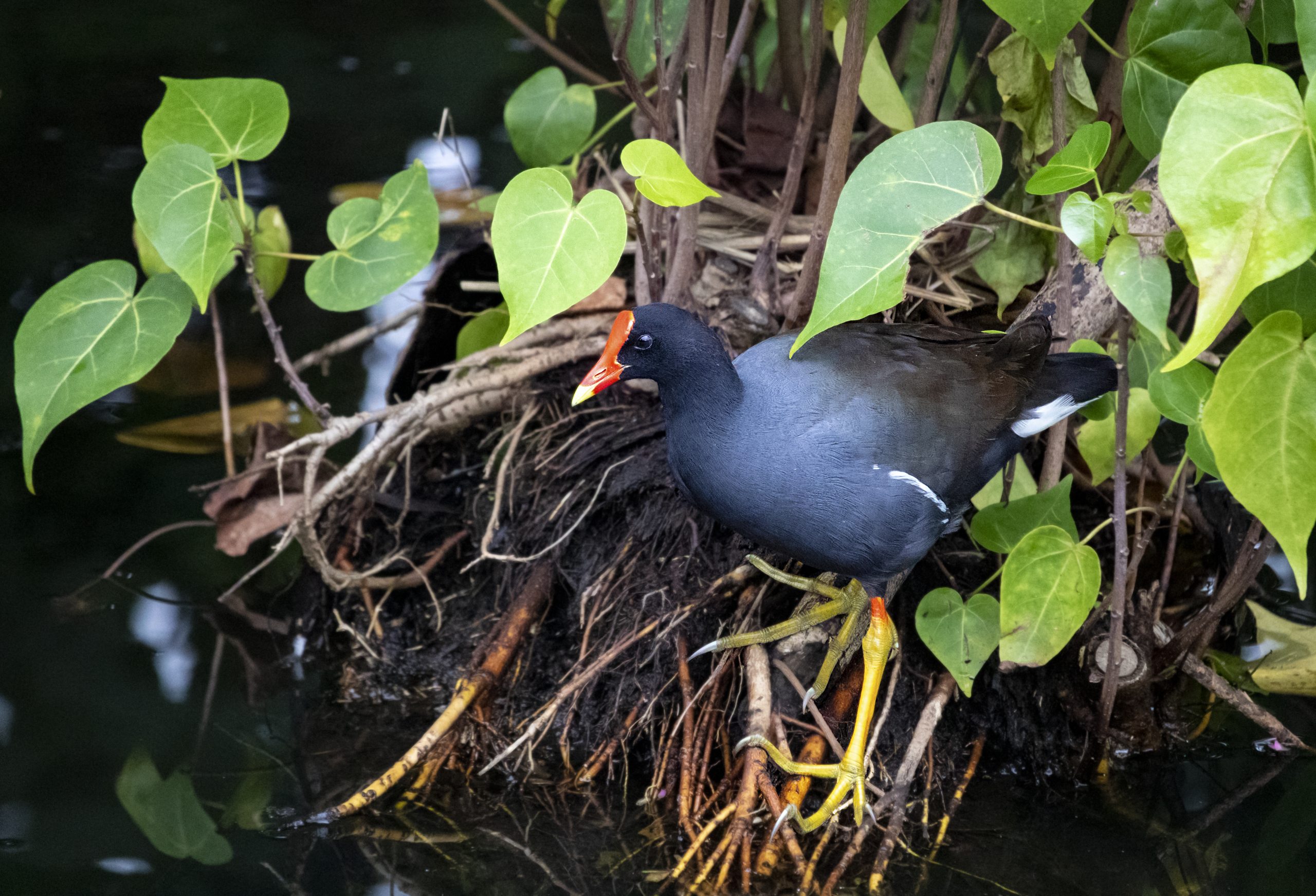 ʻAlae ʻula