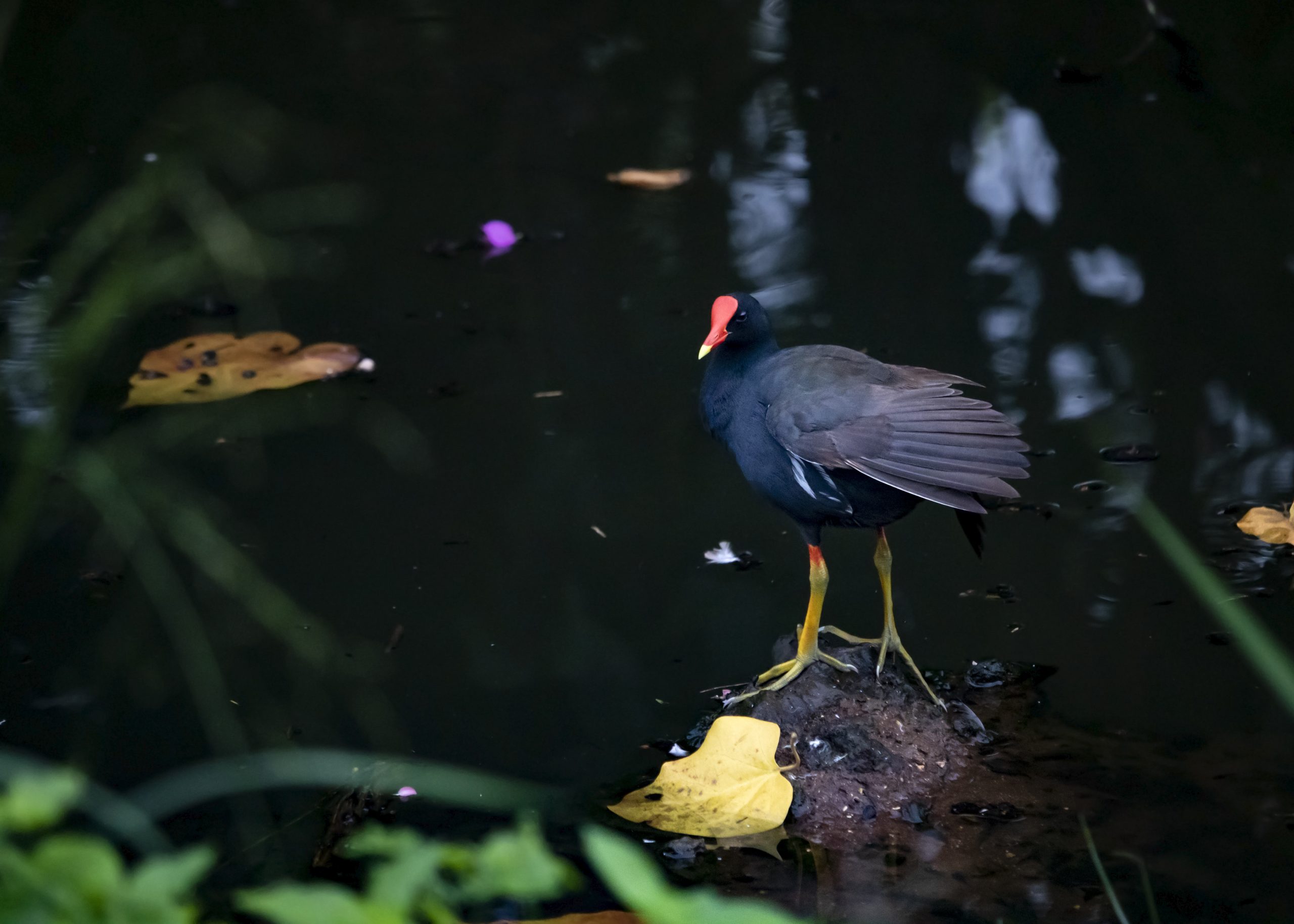 ʻAlae ʻula. PC: Keri Rouse