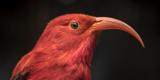 An iʻiwi bird