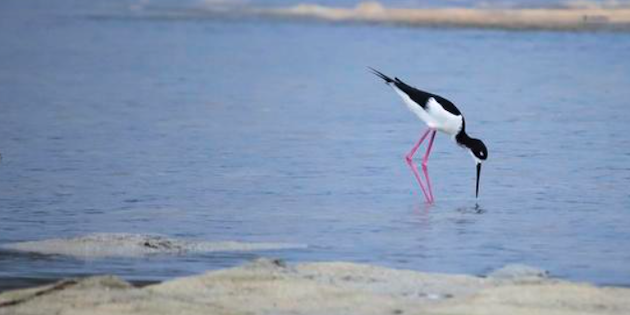 An aeʻo bird