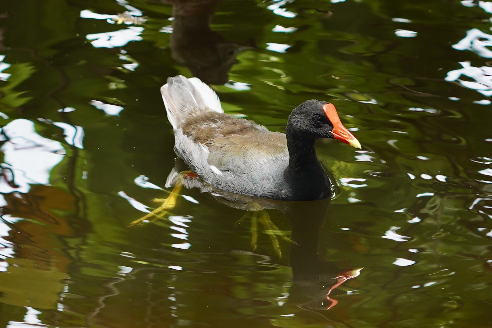 An image of an ʻalae ʻula