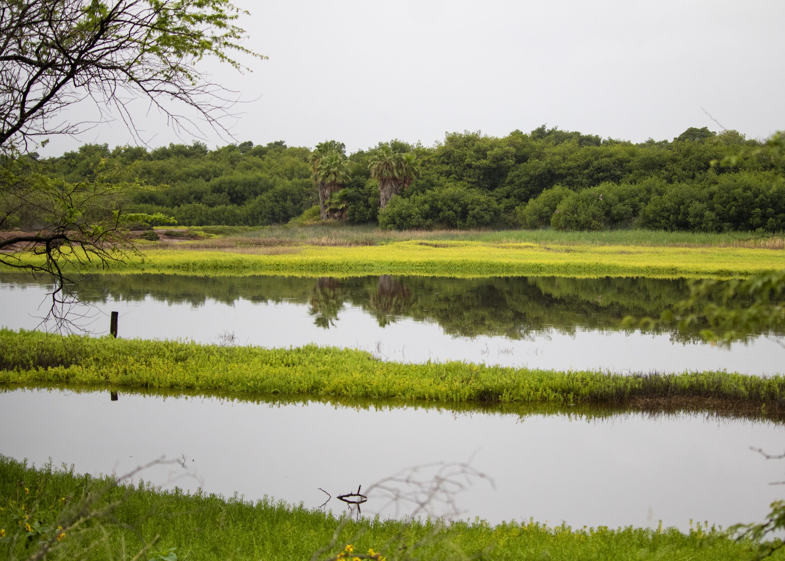 An image of Pouhala Marsh