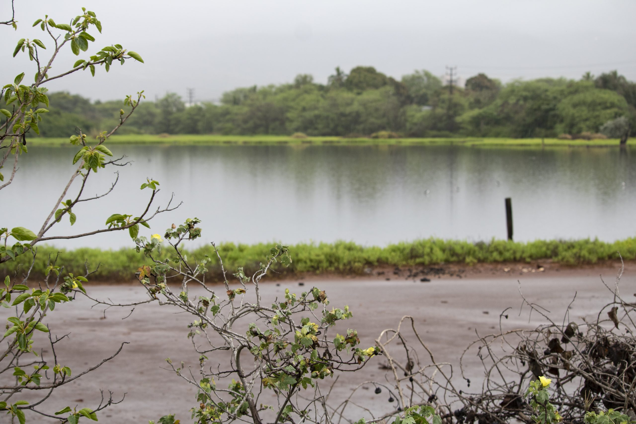 An image of Pouhala Marsh