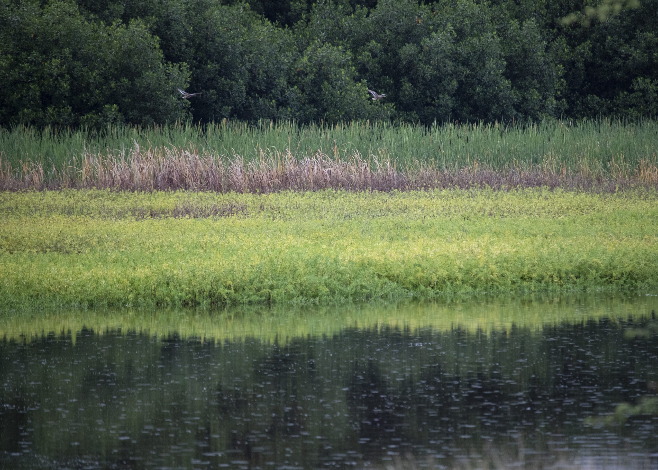 An image of Pouhala Marsh