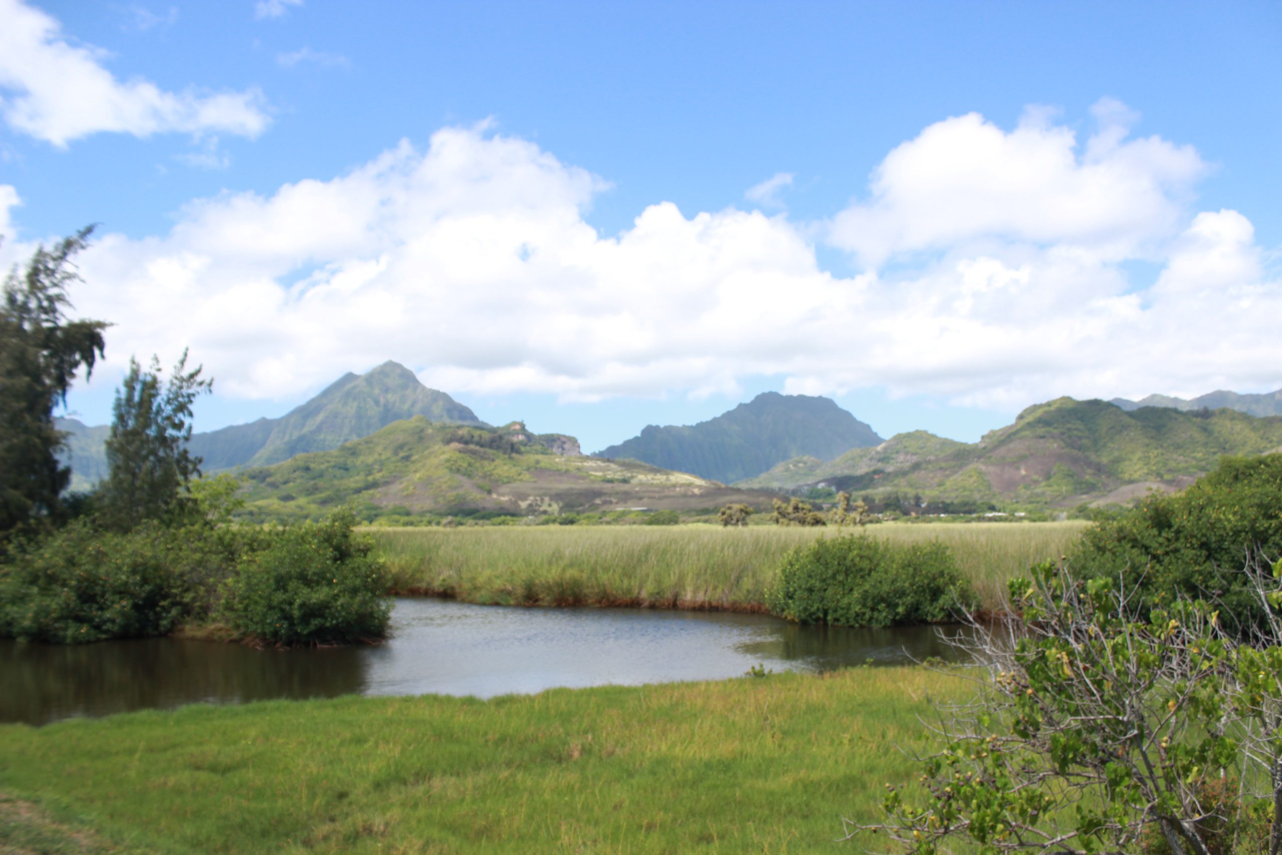 An image of Kawainui Marsh