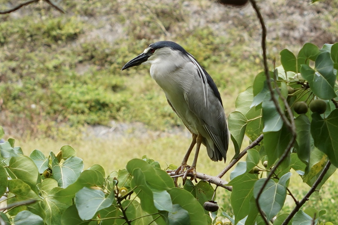 An image of an ʻaukuʻu