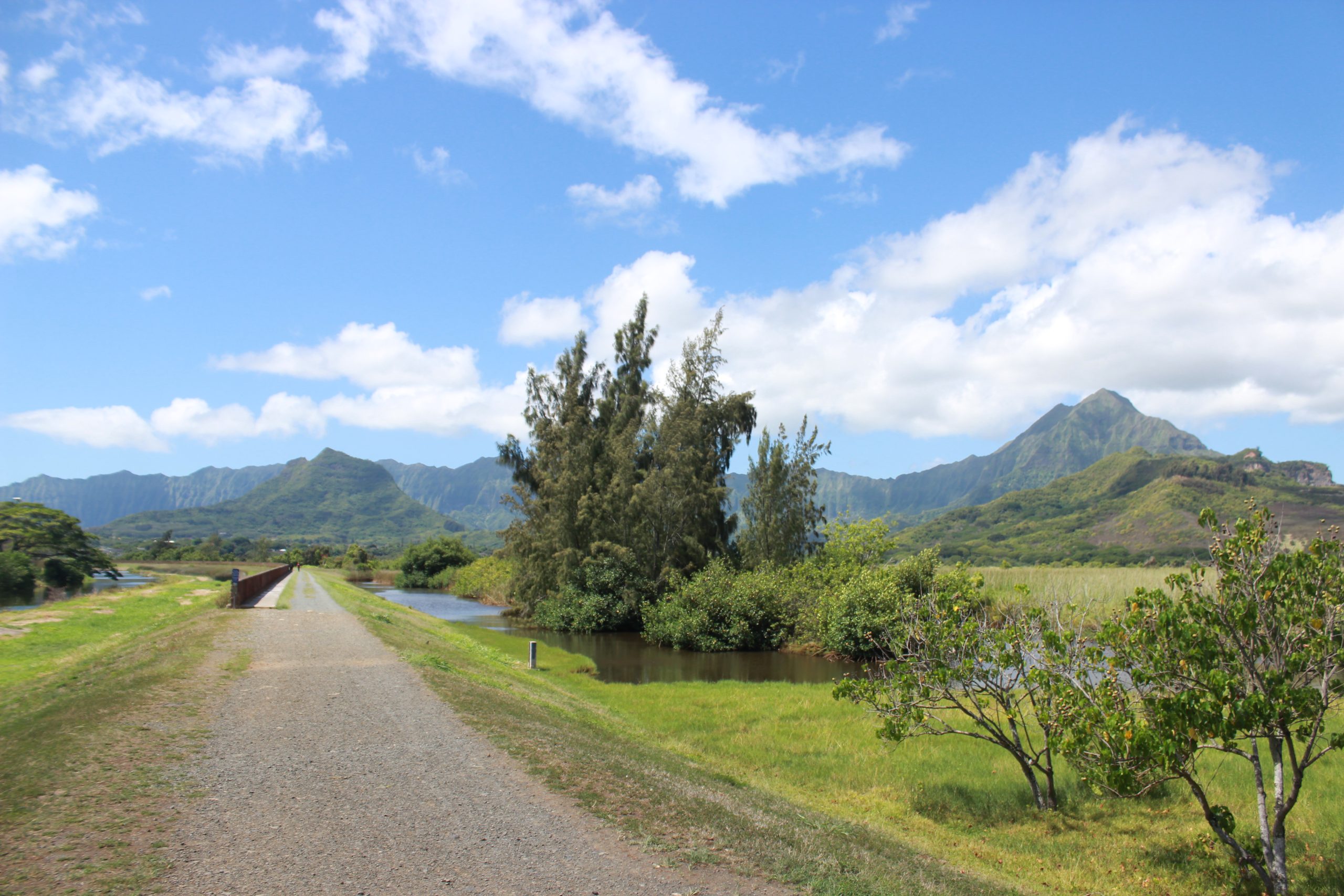 An image of Kawainui Marsh