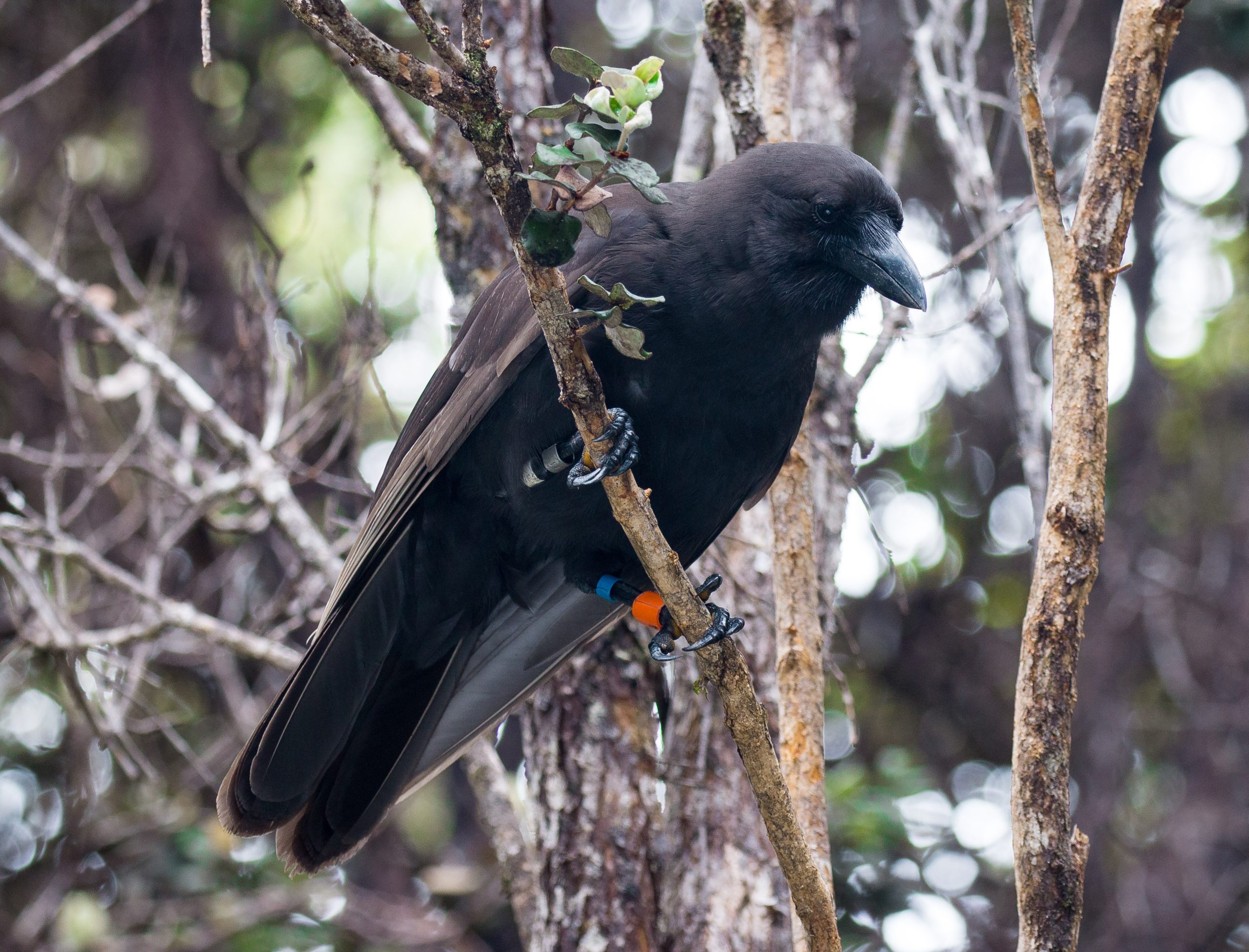 Hawaiian Crows Maps