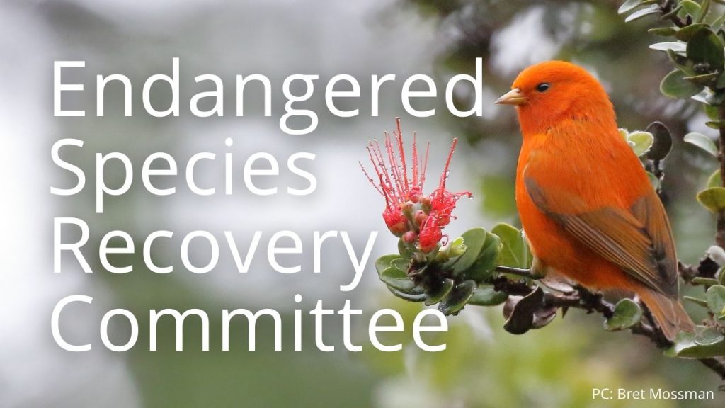 An image of an ʻakepa linking to information on the Endangered Species Recovery Committee