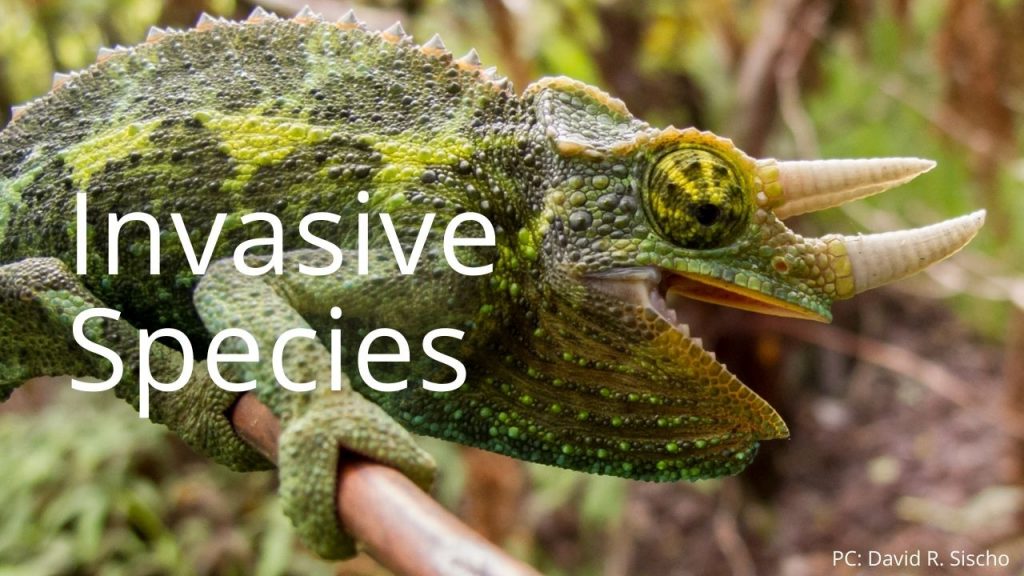 An image of a Jacksonʻs chameleon linking to a page on invasive species