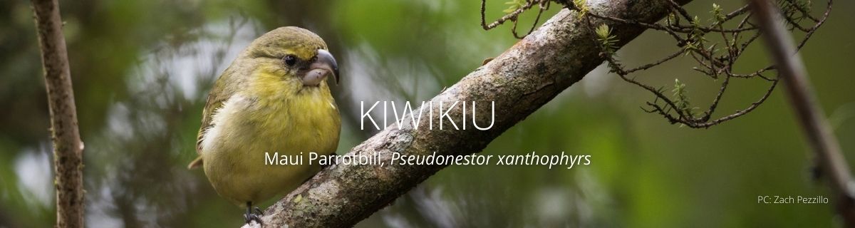Webpage Header for Kiwikiu