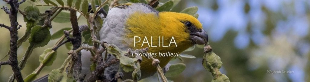 Webpage header for Palila