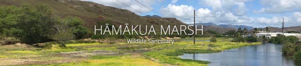 An image of Hāmākua Marsh