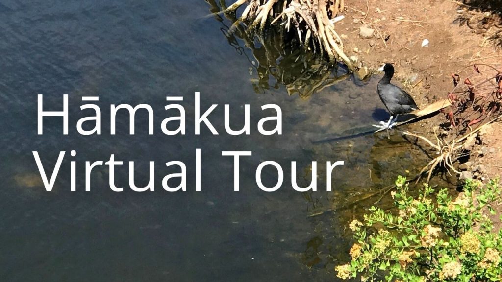 An image of an ʻalae keʻokeʻo linking to a Hāmākua virtual tour