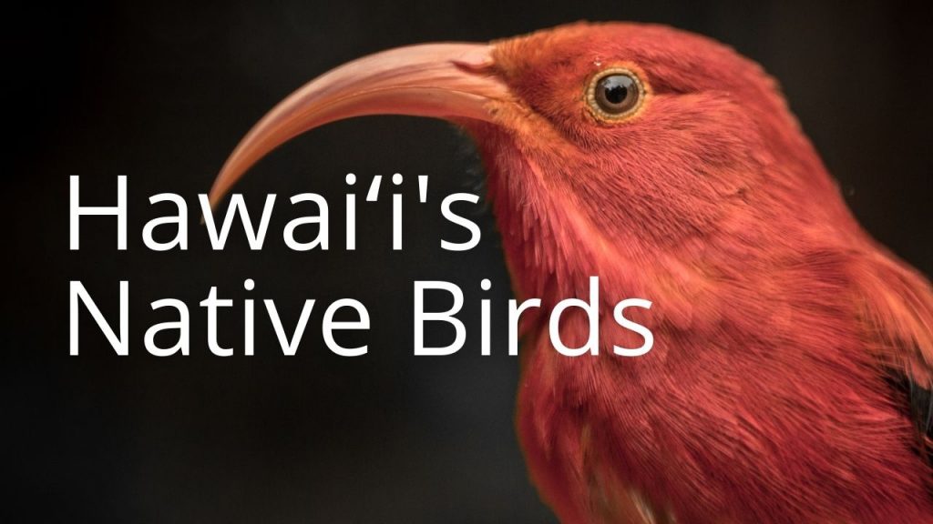 An image of an iʻiwi linking to a page on Hawaiʻi's Native Birds