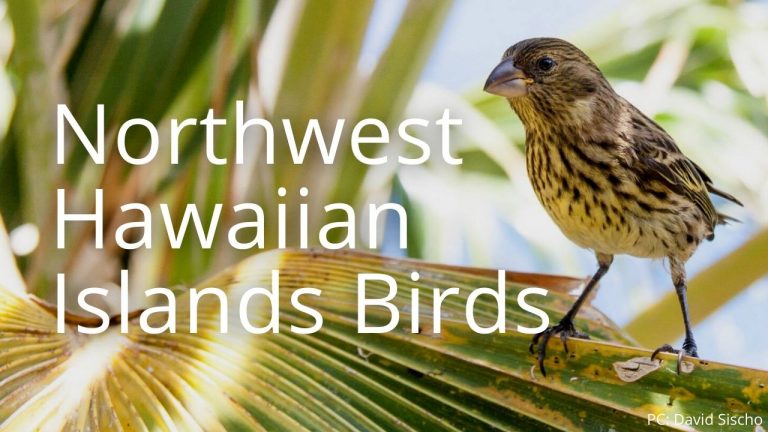 Division Of Forestry And Wildlife: Wildlife Program | Native Birds Of ...