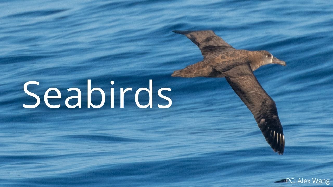 An image of a black-footed albatross, kaʻupu