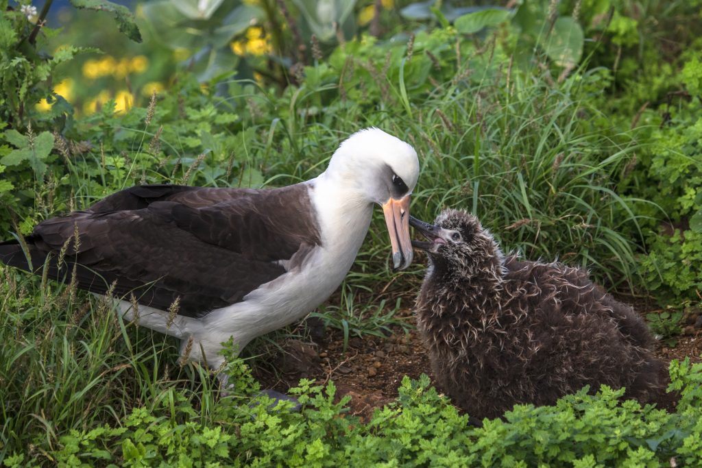 Laysan albatross with its chick