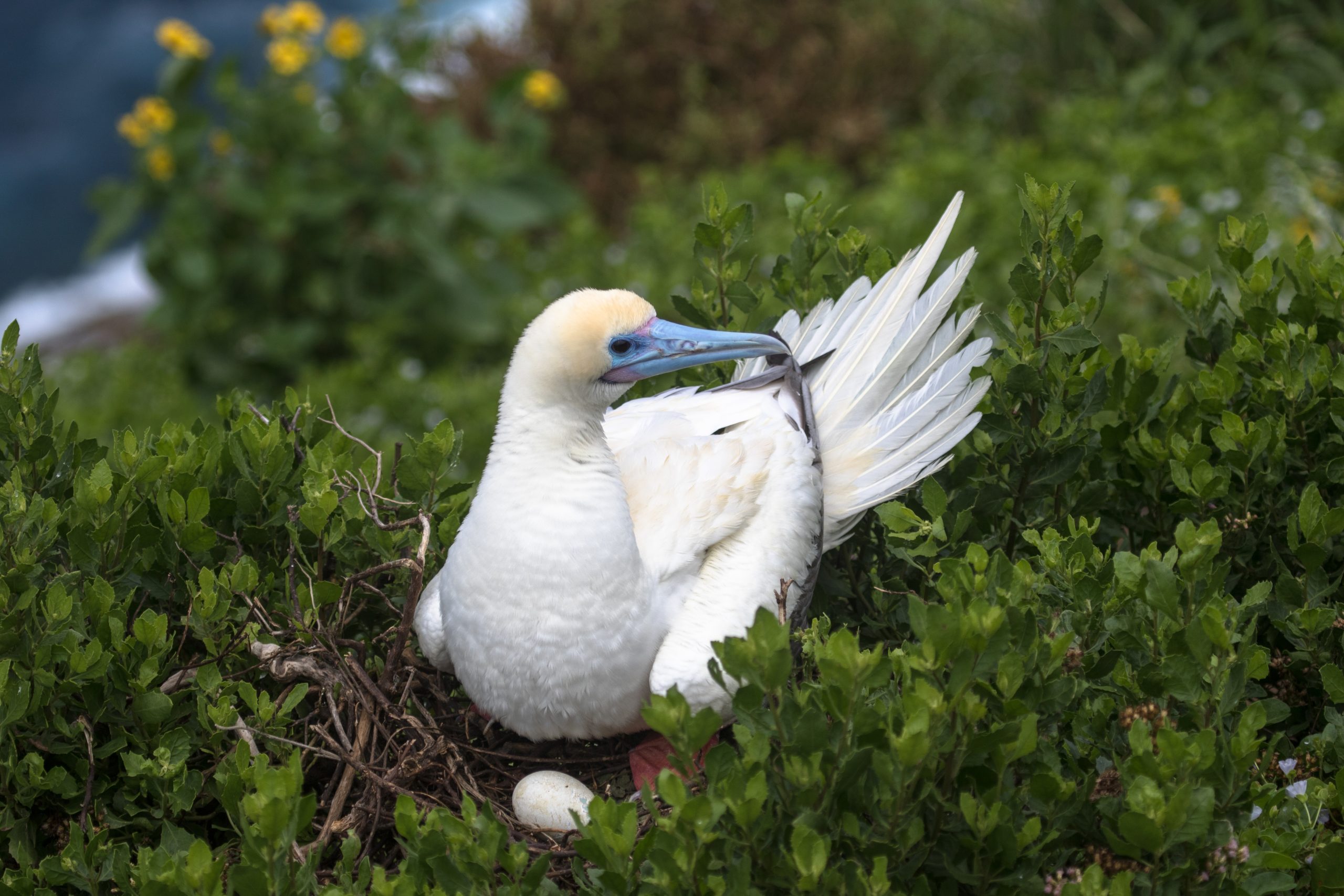 image of red-footed booby laying over egg
