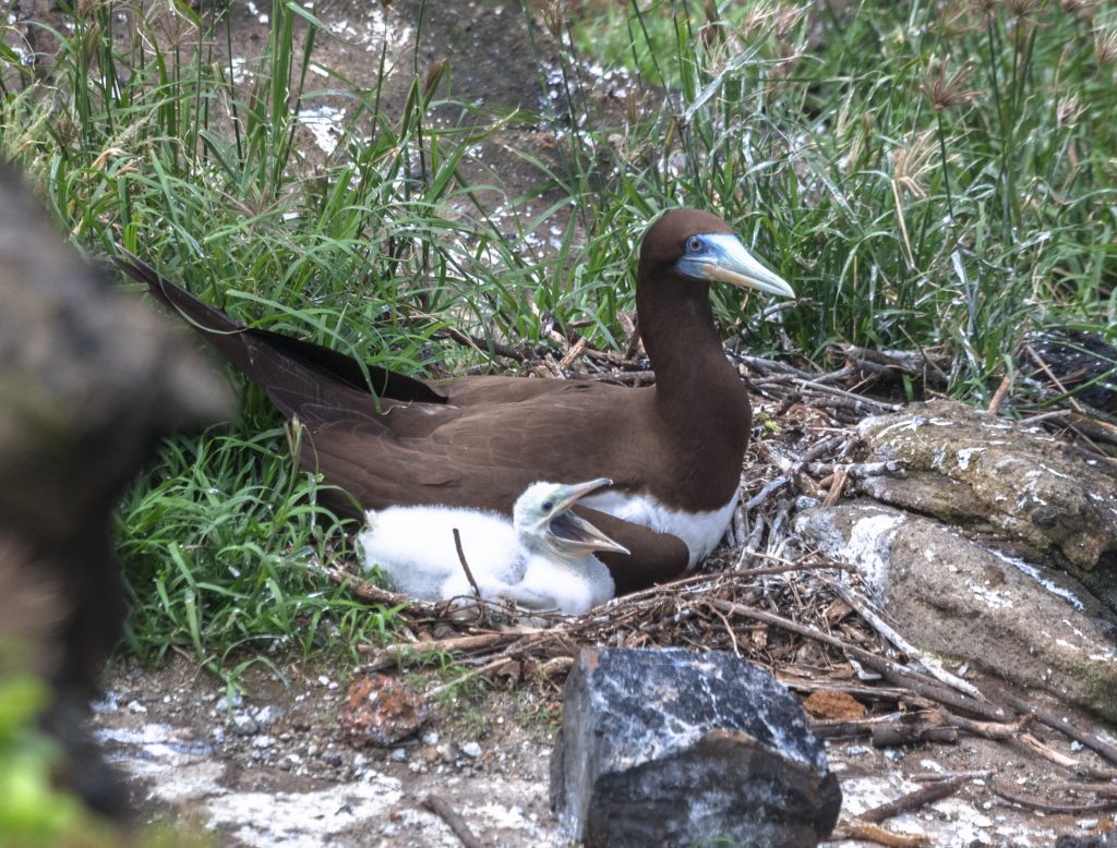 image of brown booby with itʻs chick