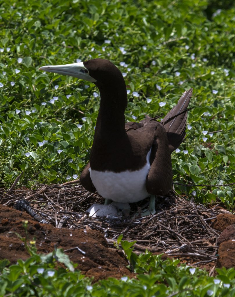 image of brown booby laying over chick