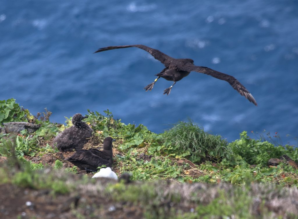 Image of albatross flying from nest.