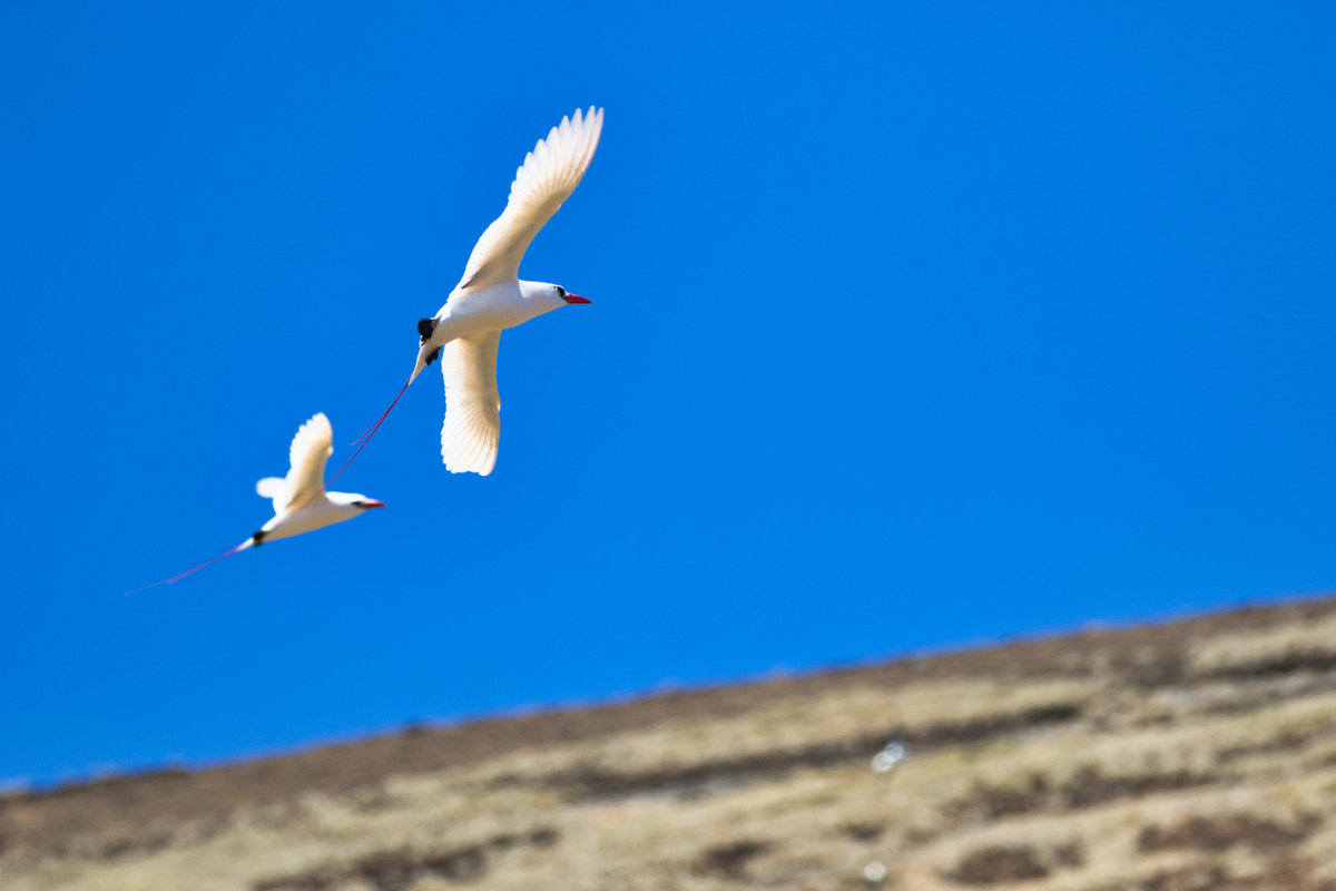 image of a couple of red-tailed tropicbird flying