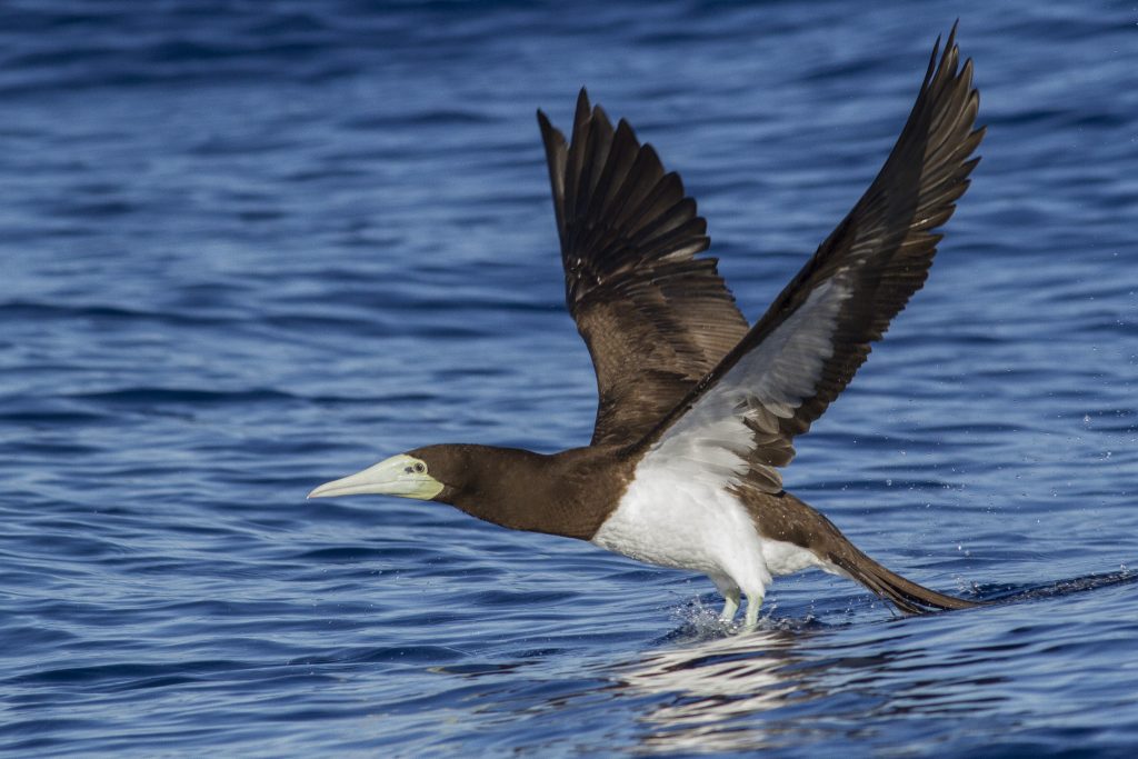 image of brown booby gliding over water