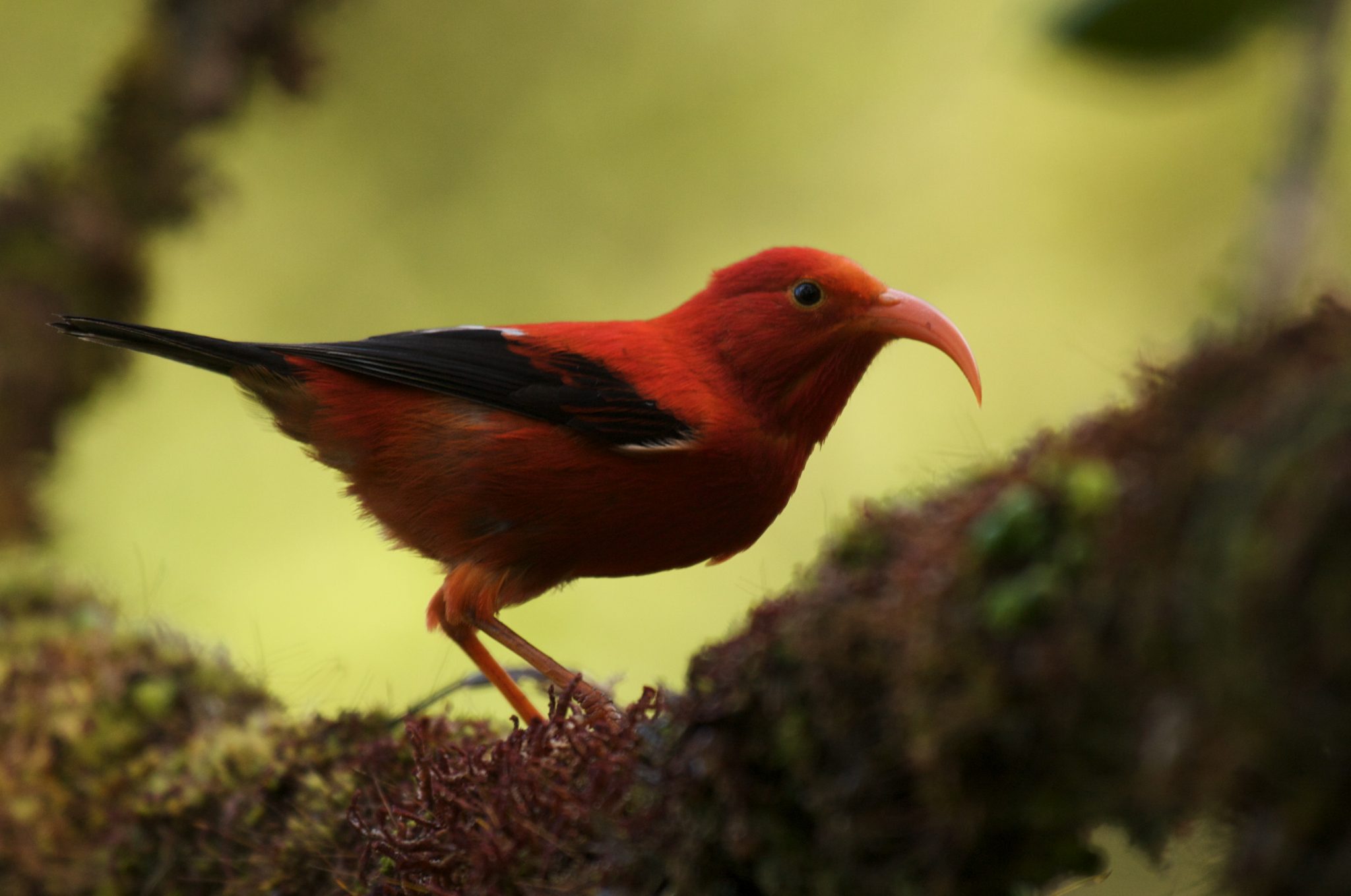 Division of Forestry and Wildlife Wildlife Program ʻIʻiwi