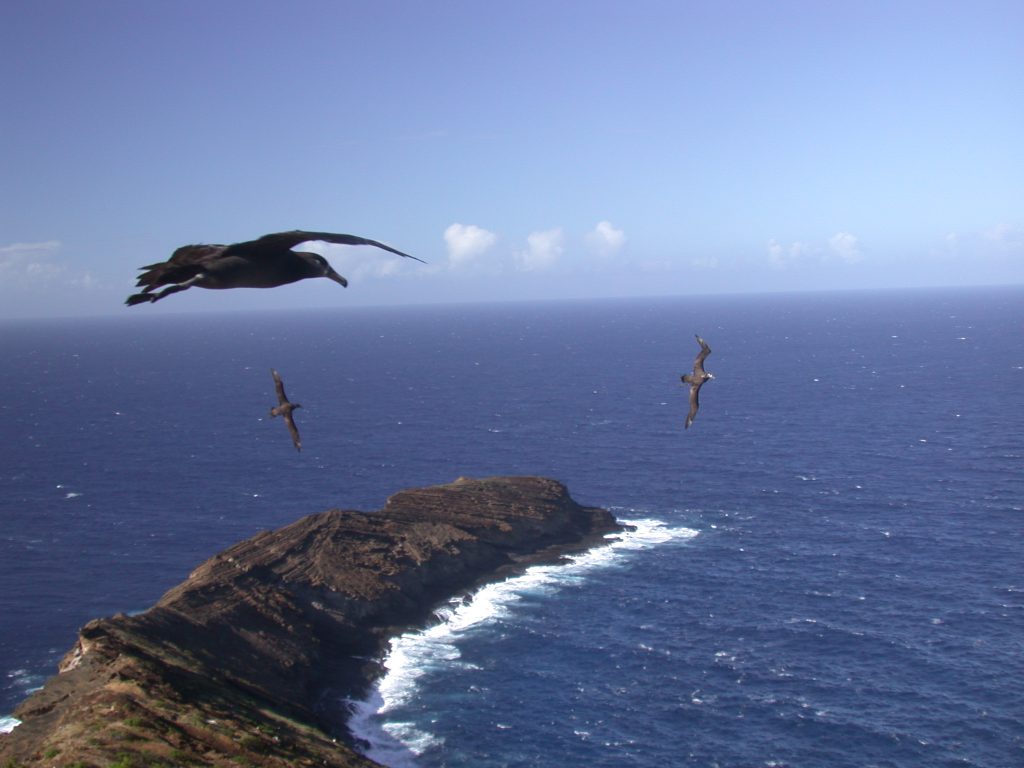Image of black-footed albatrosses flying over Lehua Island