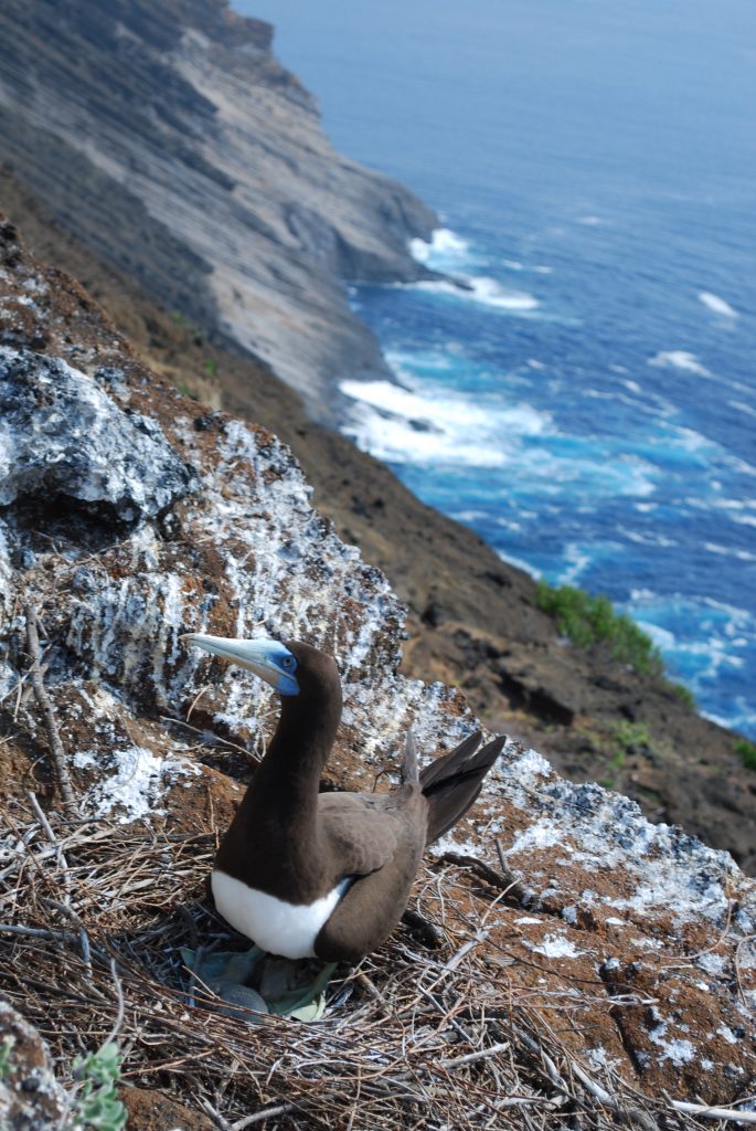 image of brown booby incubating an egg
