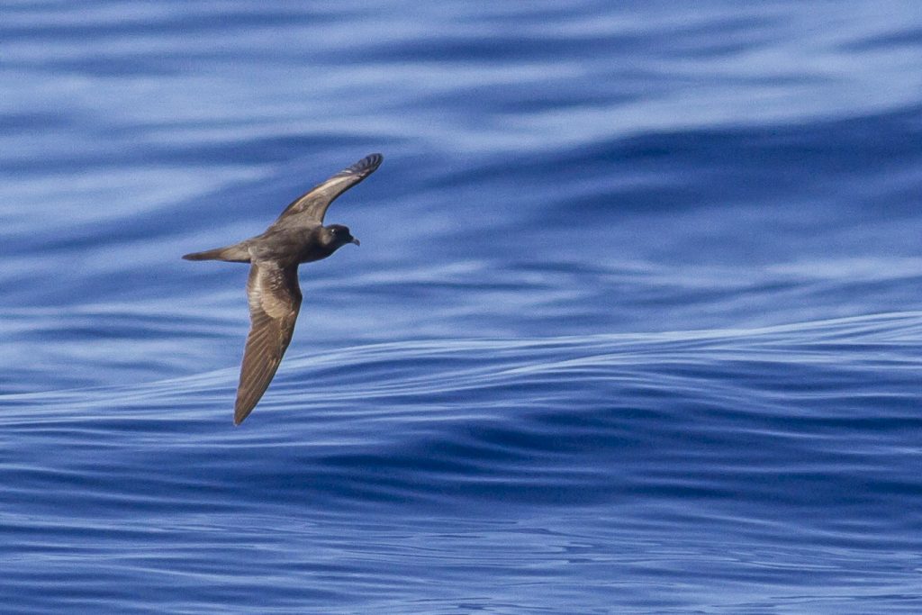 Image of 'Ou or bulwer's petrel flying