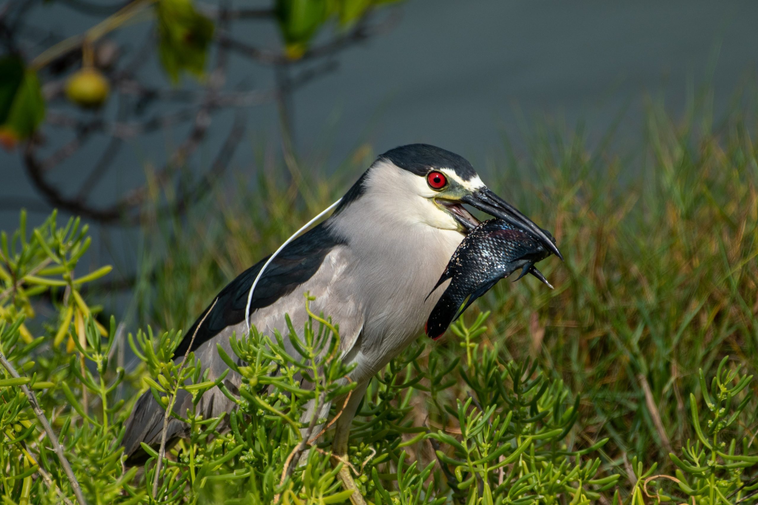 Image of Aukuu