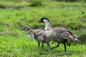 Image of nene and two goslings