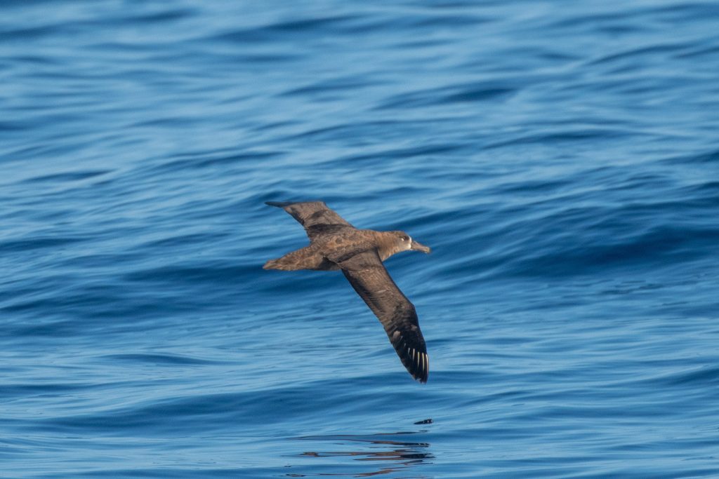 Image of black-footed albatross flying.