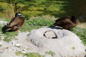 Image of two Laysan ducks