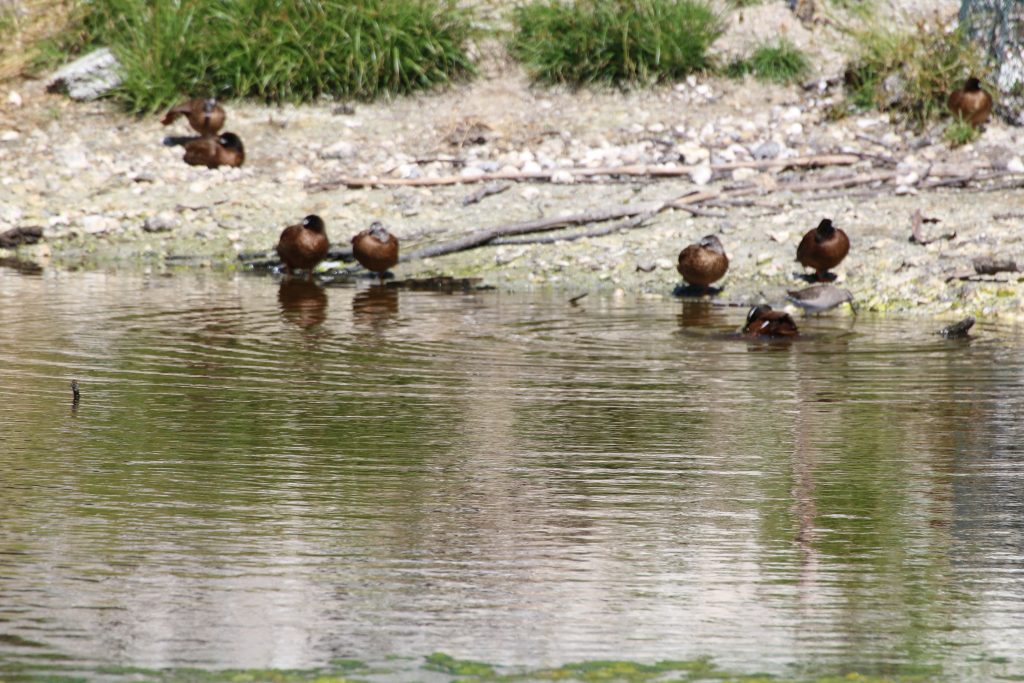 Group of laysan ducks