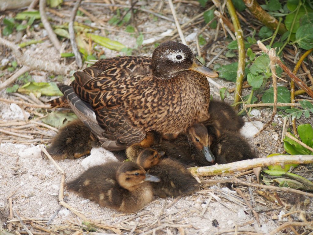 Image of Laysan duck brooding ducklings