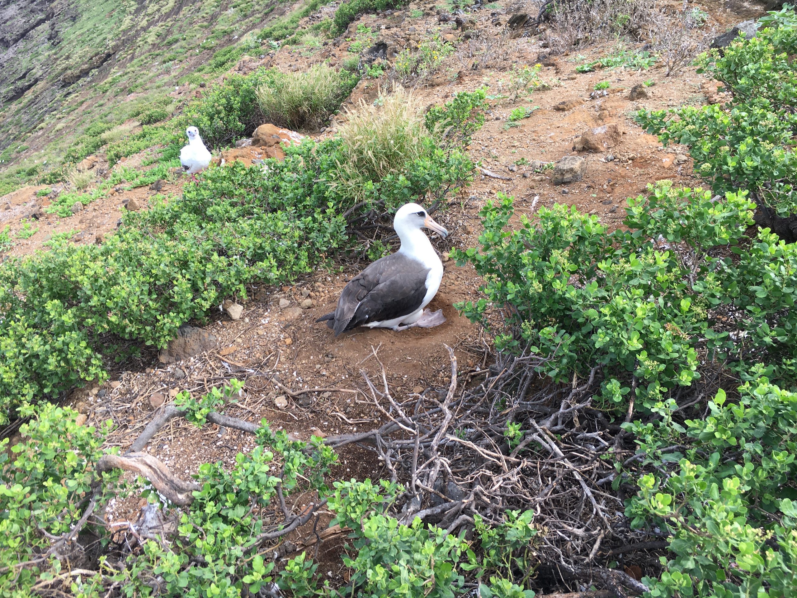 Laysan albatross incubating an egg.