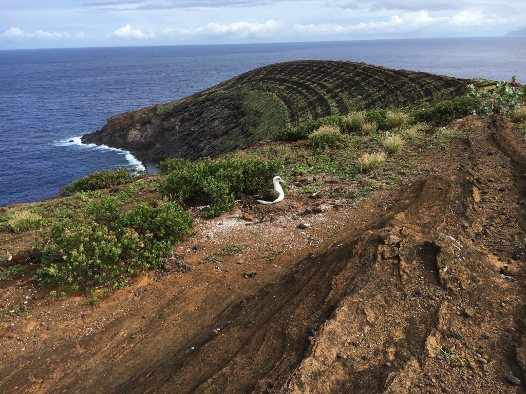 Image of laysan albatross