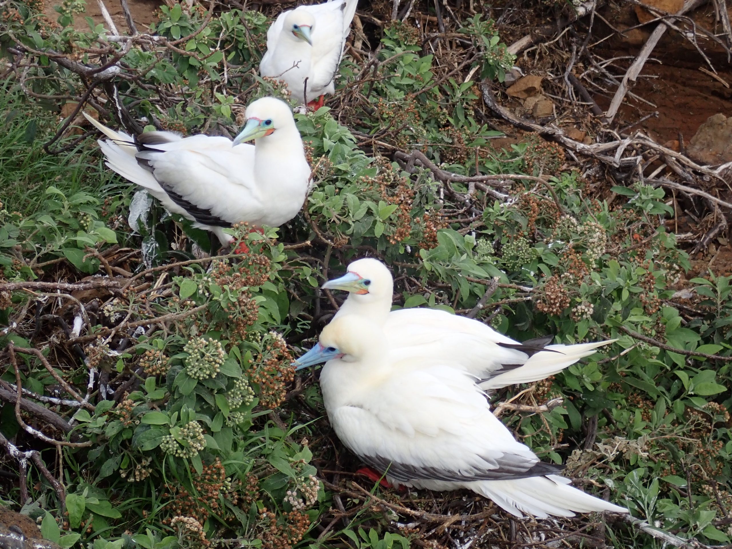 group of red-footed boobies