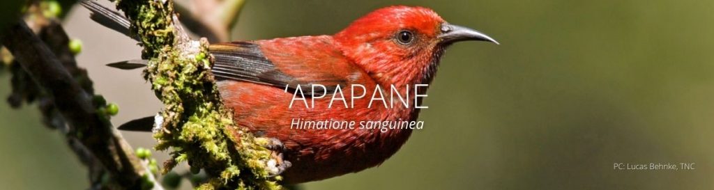 Webpage header for apapane