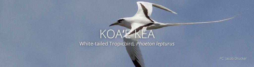 Webpage header of Koaekea