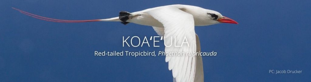Webpage header of Koaʻeʻula