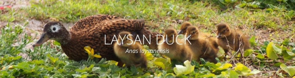 Webpage header of Laysan duck 