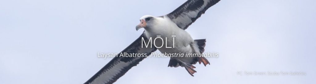 Webheader for Laysan Albatross
