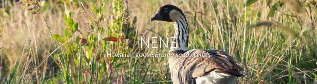 Webpage header of Nene