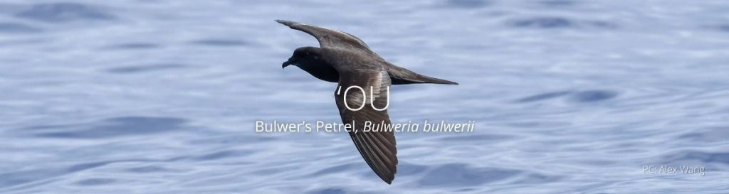 What's Killing Hawaiʻi's Forest Birds?, by U.S. Fish and Wildlife Service:  Pacific Islands, Conservation in the Pacific Islands