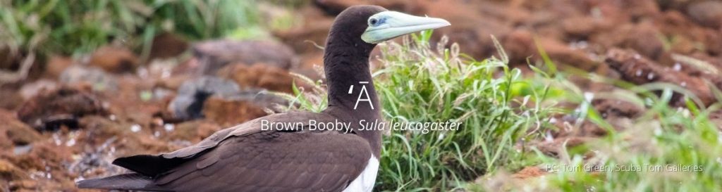 webpage header of brown booby