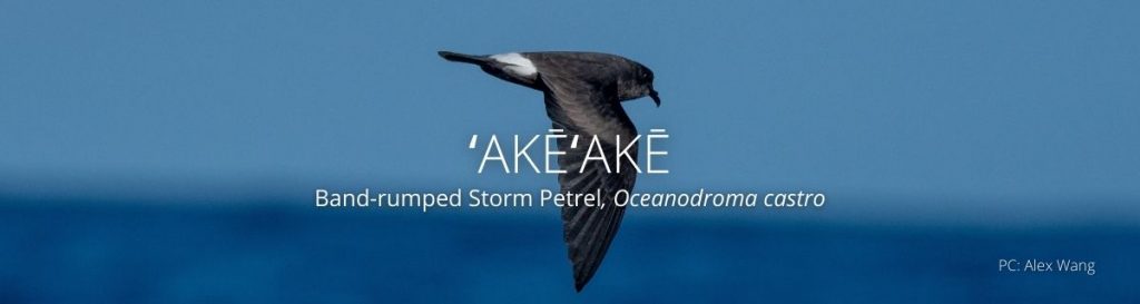 Header of Akeake